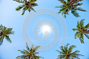 Palm top trees with sun on blue sky