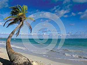 Palm tree photo
