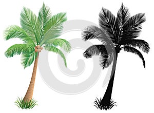 Palm tree.