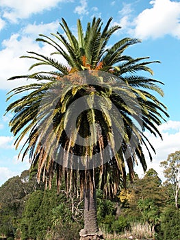 Palm tree