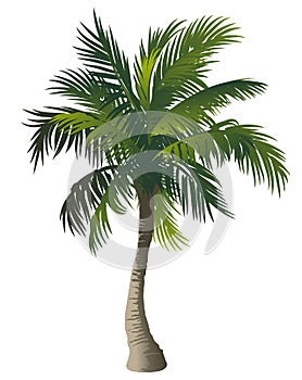 Palm tree