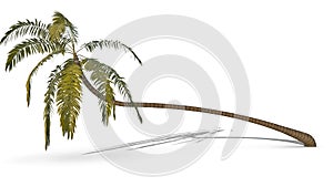 Palm tree