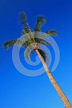 Palm Tree