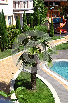 Palm tree