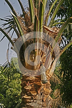 Palm tree