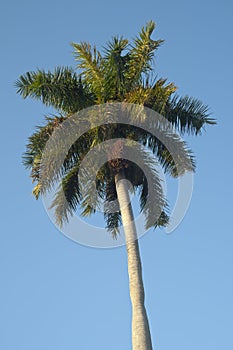 Palm tree