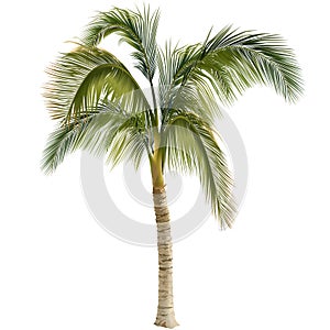 Palme ein Baum 