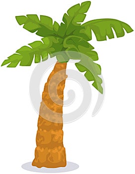 Palm tree