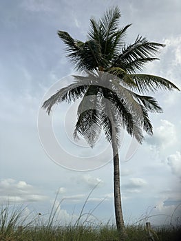 Palm Tree