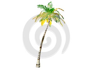 Palm tree photo