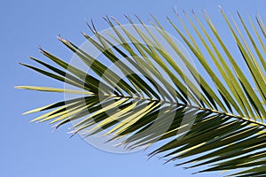 Palma un albero 