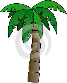 Palm Tree