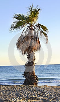 Palm tree