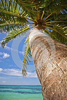 Palm tree