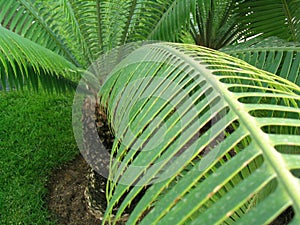 Palm-tree