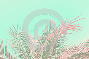 Palm tree