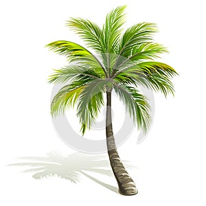 Palm Tree