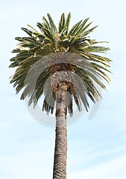 Palm Tree