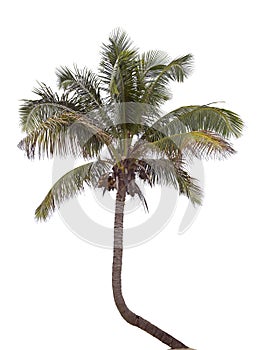 Palm tree