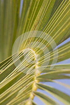 Palma un albero 