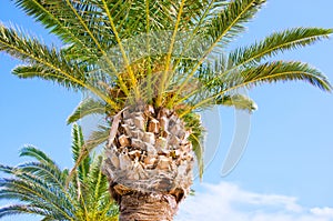 PALM TREE