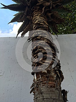 Palm tree