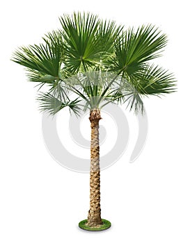 Palm tree