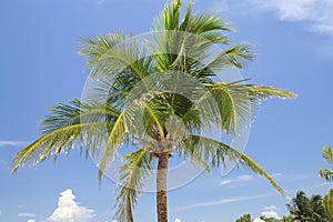 Palm Tree