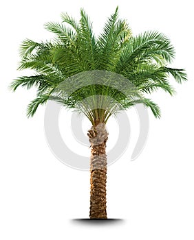Palme ein Baum 