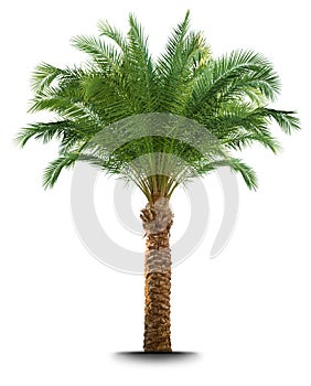 Palmera un árbol 