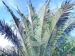Palm tree abnormally short internode photo