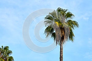 A palm tree against a blue cloudy sky.