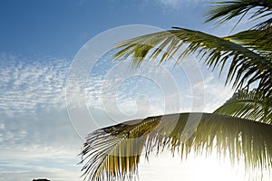 Palm tree against blue skies, Exuma, Bahamas