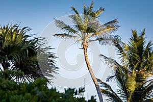 Palm Tree against a blue sky