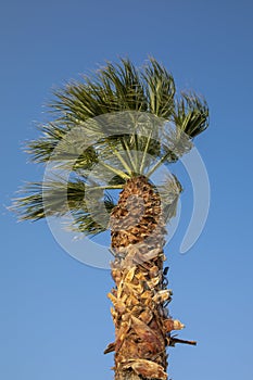 Palm Tree against a Blue Sky