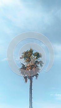 Palm tree against blue sky