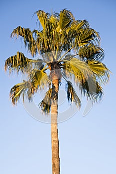 Palm tree against a blue sky