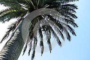 Palm tree against blue sky background