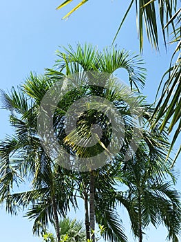 Palm tree against the blue sky. Bottom view of a tropical plant.