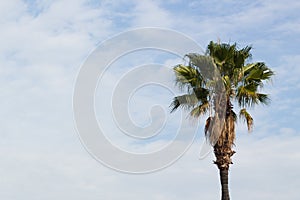 Palm tree against blue sky