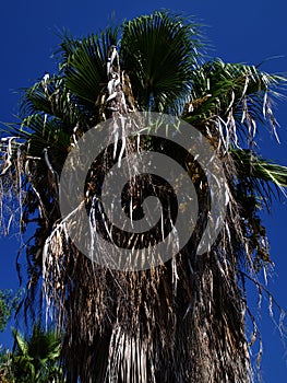 Palm tree against the blue sky, Cyprus, Pissouri