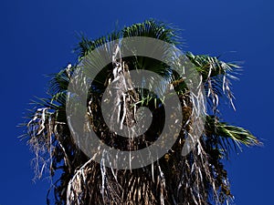 Palm tree against the blue sky, Cyprus, Pissouri