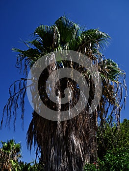 Palm tree against the blue sky, Cyprus, Pissouri