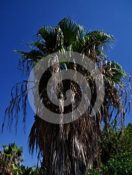 Palm tree against the blue sky, Cyprus, Pissouri