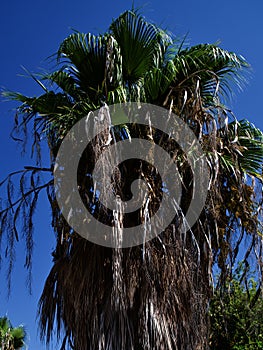 Palm tree against the blue sky, Cyprus, Pissouri