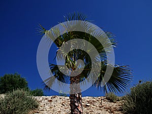 Palm tree against the blue sky, Cyprus, Pissouri