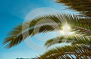 Palm tree against blue sky