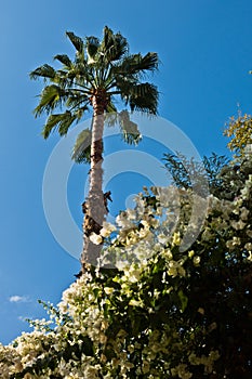 Palm tree against blue sky at Majorelle garden in Marrakech, Morocco photo