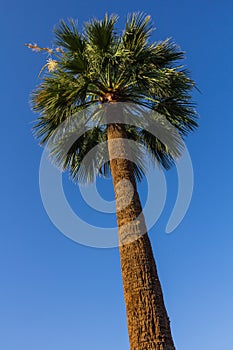 Palm tree against blue sky