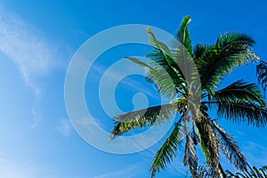 Palm tree against the blue sky. Tourist destination Bali, Indonesia. Exotic tropical background.